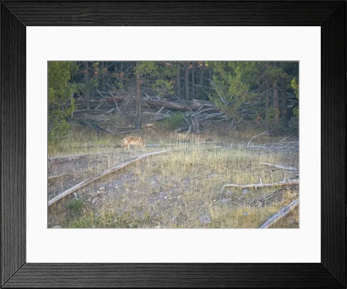 Framed Print : wild coyote (Canis latrans), also known as the American jackal Framed Print : wild coyote (Canis latrans), also known as the American jackal