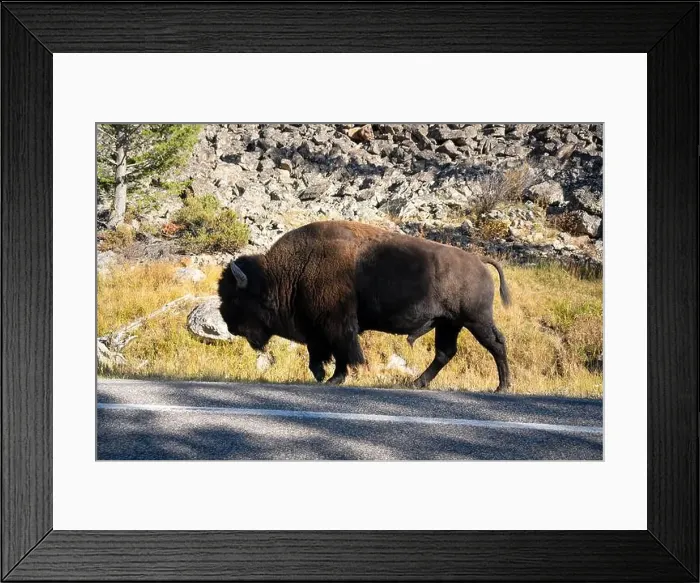 Framed Print : close-up of a large wild America Bison Framed Print : close-up of a large wild America Bison