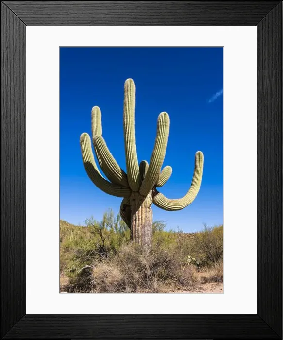 Framed Print : Saguaro Cactus in the Sonoran Desert near Tucson AZ Framed Print : Saguaro Cactus in the Sonoran Desert near Tucson AZ