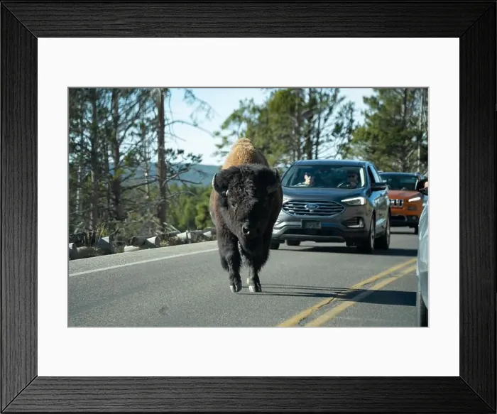 Framed Print : close-up of wild American Bison, Yellowstone National Park USA Framed Print : close-up of wild American Bison, Yellowstone National Park USA