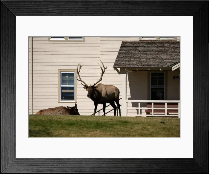 Framed Print : close-up of magnificent male Elk (Cervus canadensis) with a herd of females in front of beige office building Framed Print : close-up of magnificent male Elk (Cervus canadensis) with a herd of females in front of beige office building