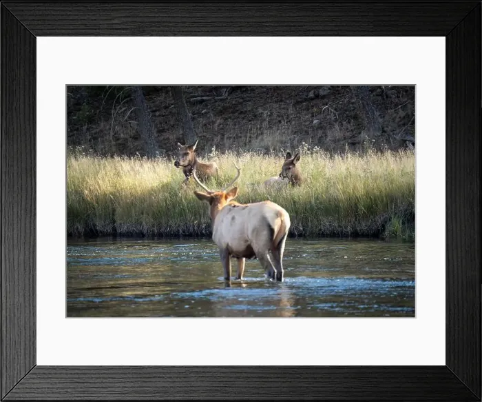 Framed Print : a male Elk (Cervus canadensis) standing in a river, with a herd of females Framed Print : a male Elk (Cervus canadensis) standing in a river, with a herd of females