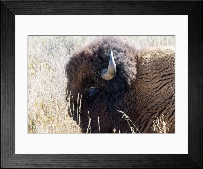 Framed Print : close-up of wild American Bison, Yellowstone National Park USA Framed Print : close-up of wild American Bison, Yellowstone National Park USA
