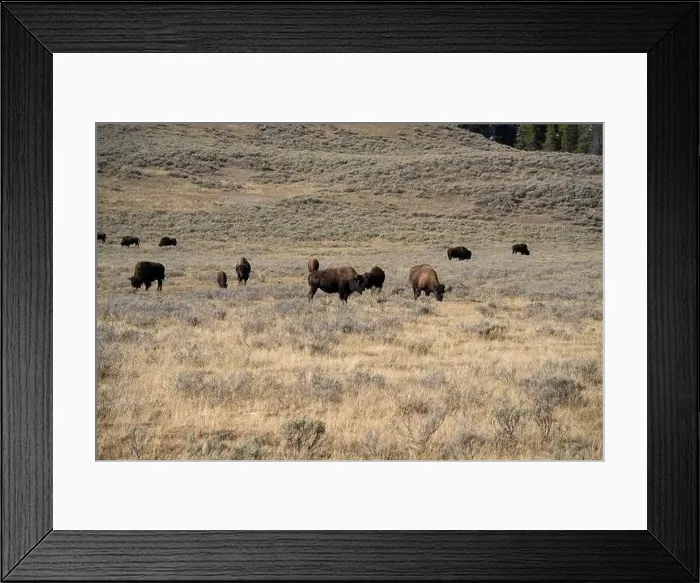 Framed Print : close-up of wild American Bison, Yellowstone National Park USA Framed Print : close-up of wild American Bison, Yellowstone National Park USA