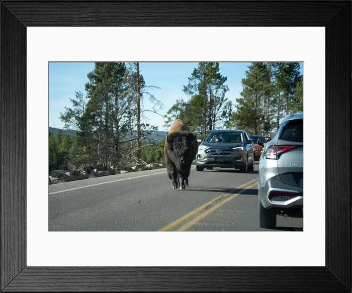 Framed Print : close-up of wild American Bison, Yellowstone National Park USA Framed Print : close-up of wild American Bison, Yellowstone National Park USA