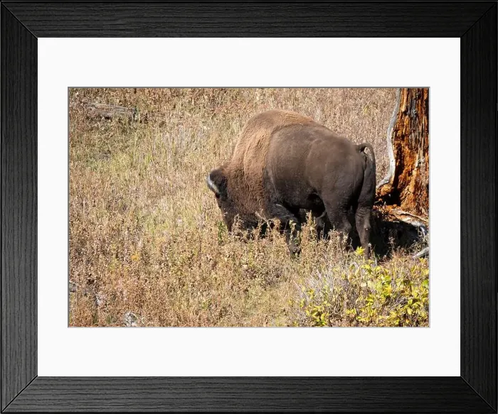 Framed Print : close-up of wild American Bison, Yellowstone National Park USA Framed Print : close-up of wild American Bison, Yellowstone National Park USA