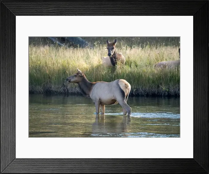 Framed Print : a male Elk (Cervus canadensis) standing in a river, with a herd of females Framed Print : a male Elk (Cervus canadensis) standing in a river, with a herd of females