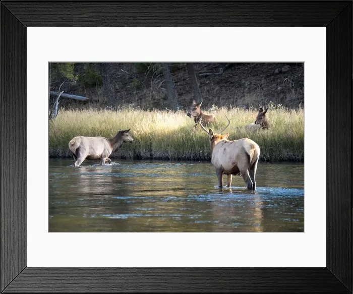 Framed Print : a male Elk (Cervus canadensis) standing in a river, with a herd of females Framed Print : a male Elk (Cervus canadensis) standing in a river, with a herd of females