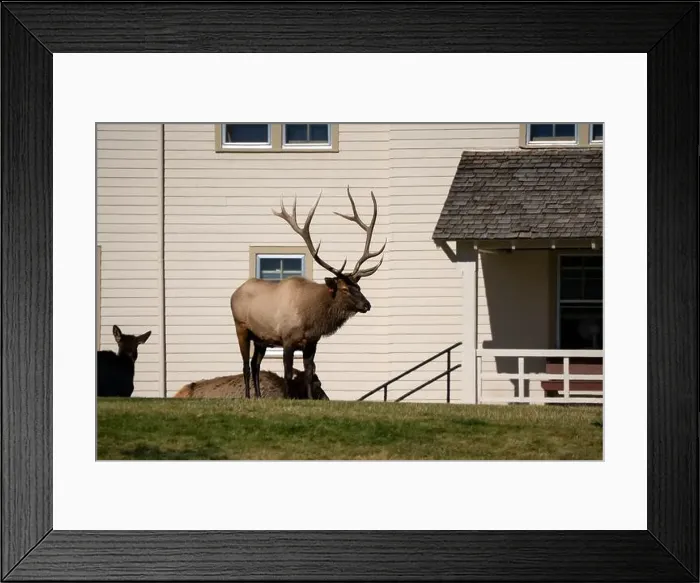 Framed Print : close-up of magnificent male Elk (Cervus canadensis) with a herd of females in front of beige office building Framed Print : close-up of magnificent male Elk (Cervus canadensis) with a herd of females in front of beige office building
