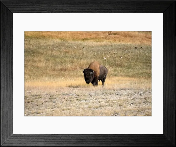 Framed Print : close-up of a large wild America Bison Framed Print : close-up of a large wild America Bison