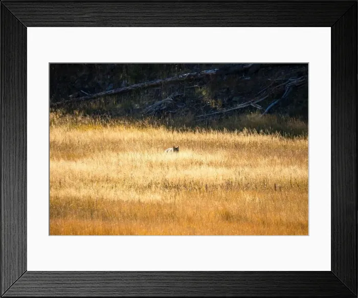 Framed Print : wild coyote (Canis latrans), also known as the American jackal Framed Print : wild coyote (Canis latrans), also known as the American jackal