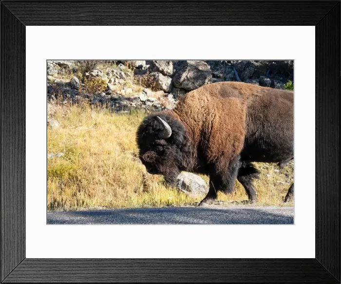 Framed Print : close-up of a large wild America Bison Framed Print : close-up of a large wild America Bison