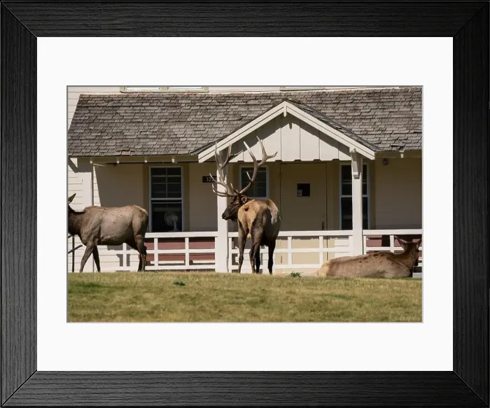 Framed Print : close-up of magnificent male Elk (Cervus canadensis) with a herd of females in front of beige office building Framed Print : close-up of magnificent male Elk (Cervus canadensis) with a herd of females in front of beige office building