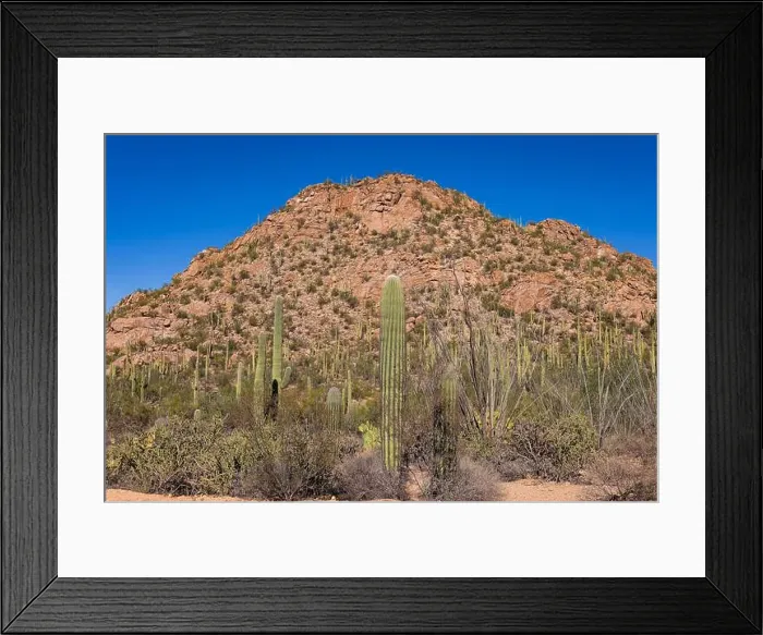 Framed Print : Saguaro Cactus in the Sonoran Desert near Tucson AZ Framed Print : Saguaro Cactus in the Sonoran Desert near Tucson AZ