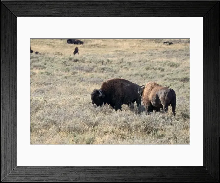 Framed Print : close-up of wild American Bison, Yellowstone National Park USA Framed Print : close-up of wild American Bison, Yellowstone National Park USA