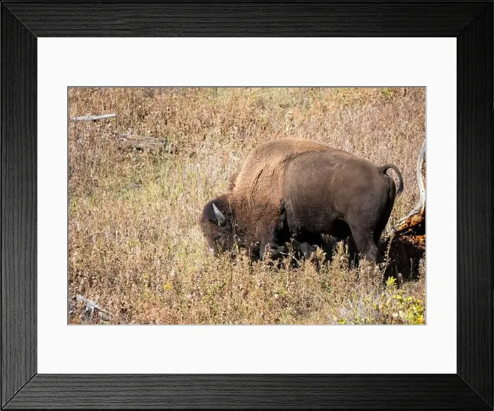 Framed Print : close-up of wild American Bison, Yellowstone National Park USA Framed Print : close-up of wild American Bison, Yellowstone National Park USA