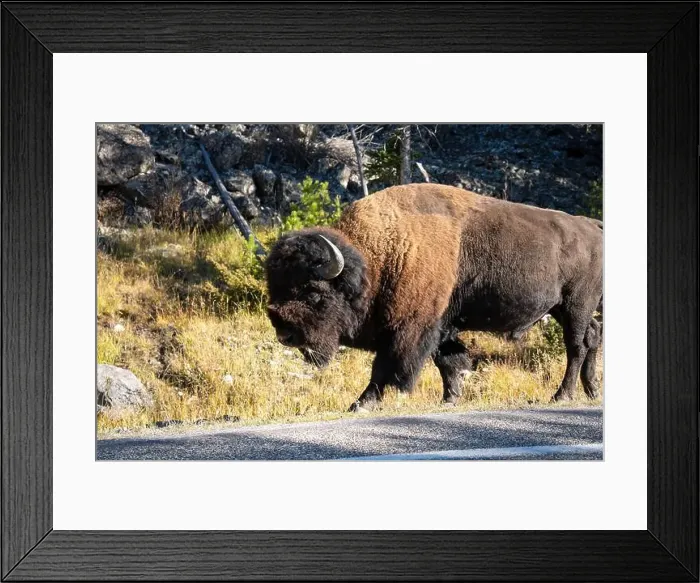 Framed Print : close-up of a large wild America Bison Framed Print : close-up of a large wild America Bison