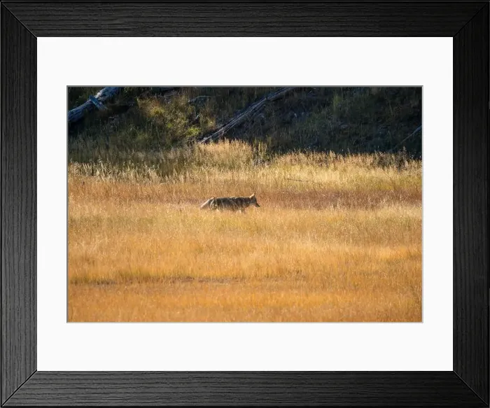 Framed Print : wild coyote (Canis latrans), also known as the American jackal Framed Print : wild coyote (Canis latrans), also known as the American jackal