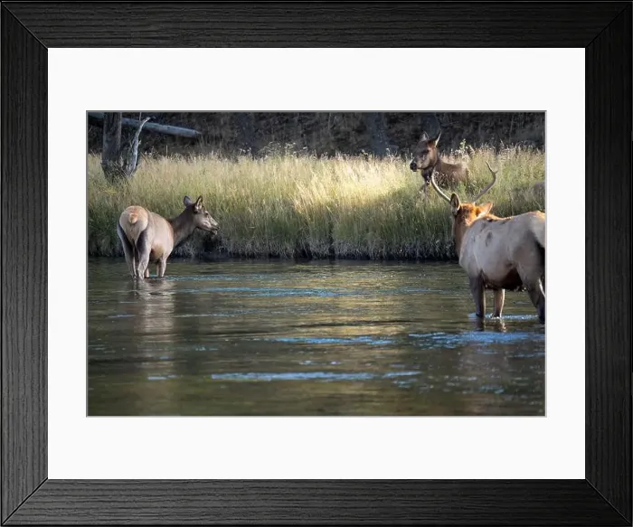 Framed Print : a male Elk (Cervus canadensis) standing in a river, with a herd of females Framed Print : a male Elk (Cervus canadensis) standing in a river, with a herd of females