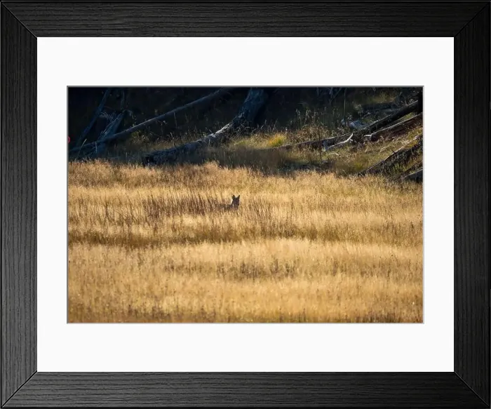 Framed Print : wild coyote (Canis latrans), also known as the American jackal Framed Print : wild coyote (Canis latrans), also known as the American jackal