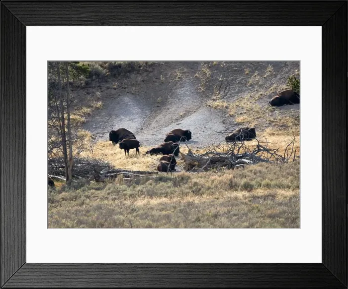 Framed Print : close-up of wild American Bison, Yellowstone National Park USA Framed Print : close-up of wild American Bison, Yellowstone National Park USA