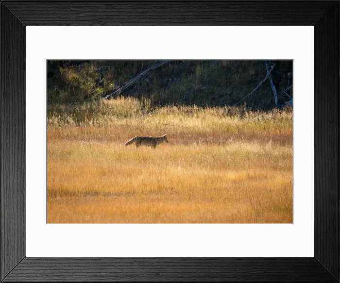 Framed Print : wild coyote (Canis latrans), also known as the American jackal Framed Print : wild coyote (Canis latrans), also known as the American jackal