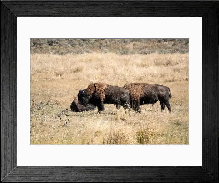 Framed Print : close-up of wild American Bison, Yellowstone National Park USA Framed Print : close-up of wild American Bison, Yellowstone National Park USA