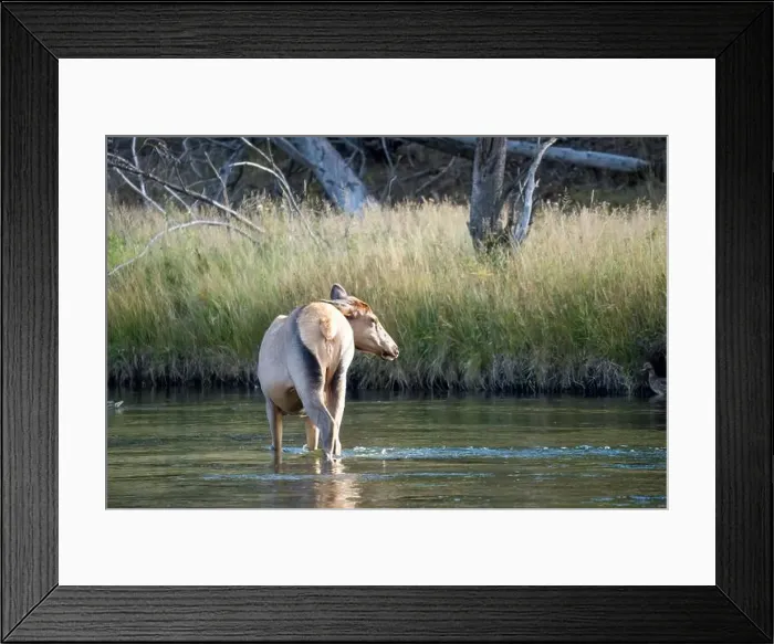 Framed Print : a female Elk (Cervus canadensis) standing in a river Framed Print : a female Elk (Cervus canadensis) standing in a river