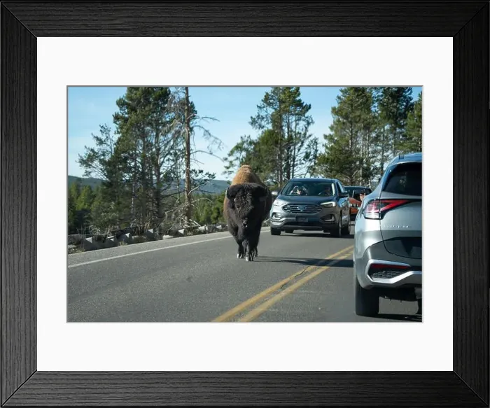 Framed Print : close-up of wild American Bison, Yellowstone National Park USA Framed Print : close-up of wild American Bison, Yellowstone National Park USA