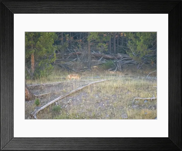 Framed Print : wild coyote (Canis latrans), also known as the American jackal Framed Print : wild coyote (Canis latrans), also known as the American jackal