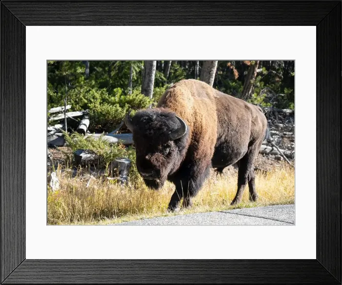 Framed Print : close-up of a large wild America Bison Framed Print : close-up of a large wild America Bison