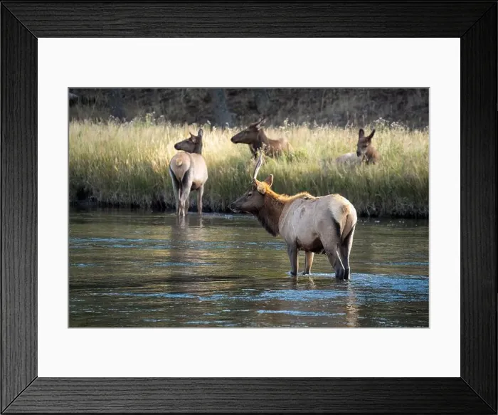 Framed Print : a male Elk (Cervus canadensis) standing in a river, with a herd of females Framed Print : a male Elk (Cervus canadensis) standing in a river, with a herd of females