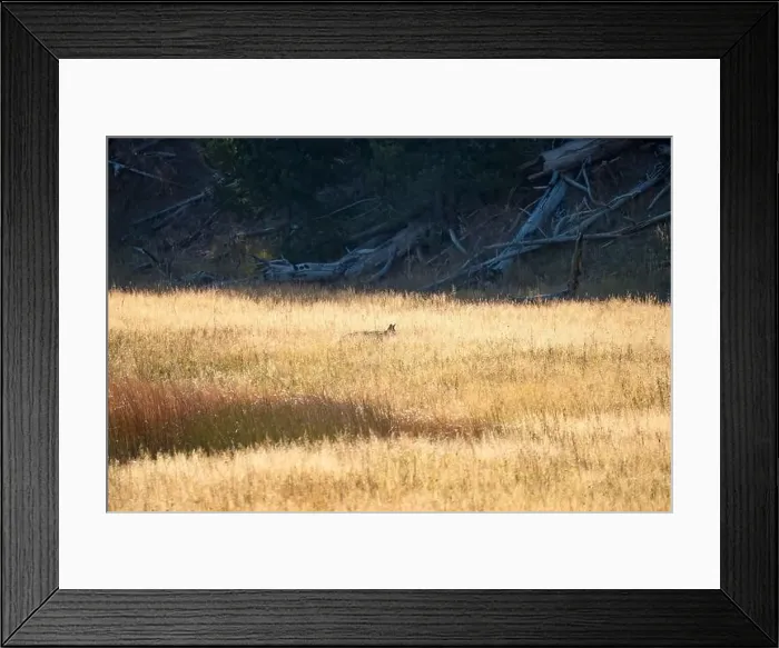 Framed Print : wild coyote (Canis latrans), also known as the American jackal Framed Print : wild coyote (Canis latrans), also known as the American jackal