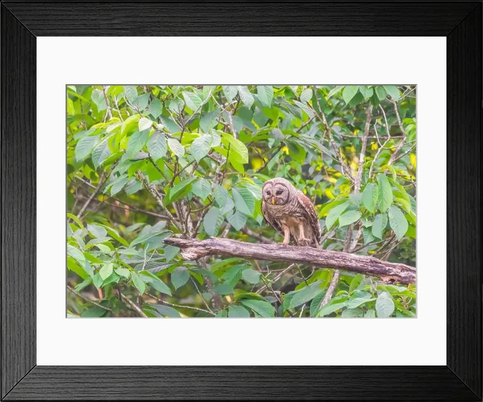 Framed Print : A Barred owl (Strix varia) looking for prey. Chesapeake and Ohio Canal National Historical Park. Maryland. USA Framed Print : A Barred owl (Strix varia) looking for prey. Chesapeake and Ohio Canal National Historical Park. Maryland. USA