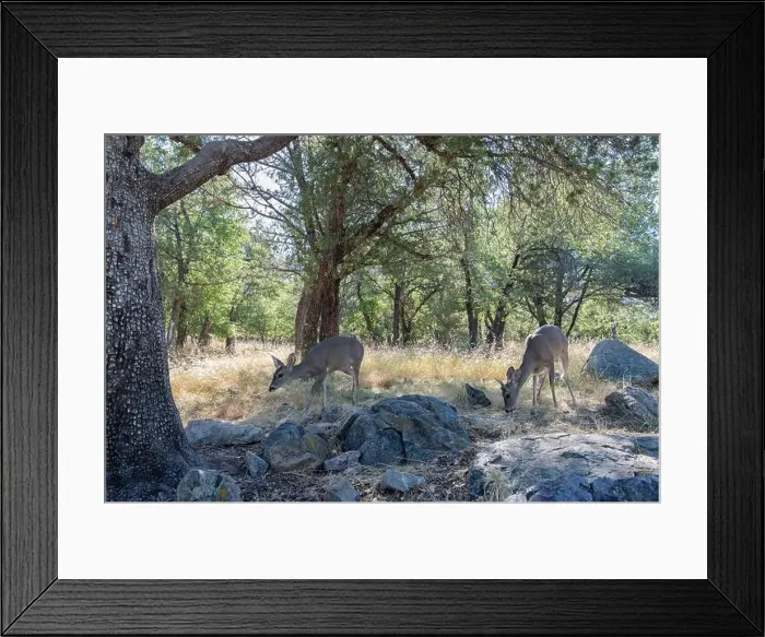Framed Print : Coues White-tailed Deer (Odocoileus virginianus couesi) Framed Print : Coues White-tailed Deer (Odocoileus virginianus couesi)