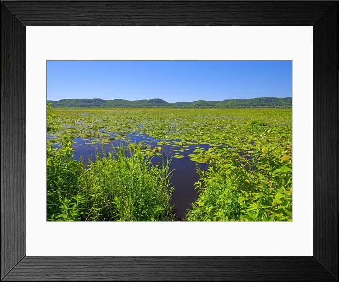 Framed Print : Bayou of the MIssissippi River in Summer Green in the Trempealeau National Wildlife Refuge in Wisconsin Framed Print : Bayou of the MIssissippi River in Summer Green in the Trempealeau National Wildlife Refuge in Wisconsin