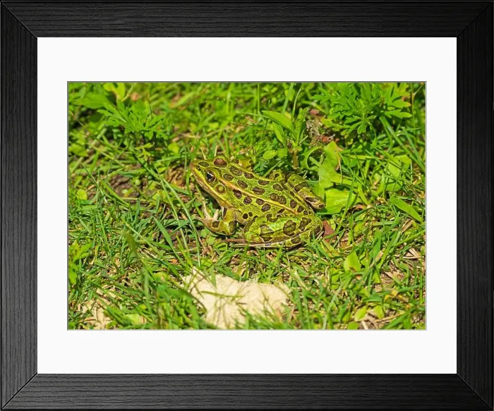 Framed Print : Northern Leopard Frog Hiding in The Grass in the Trempealeau National Wildlife Refuge in Wisconsin Framed Print : Northern Leopard Frog Hiding in The Grass in the Trempealeau National Wildlife Refuge in Wisconsin