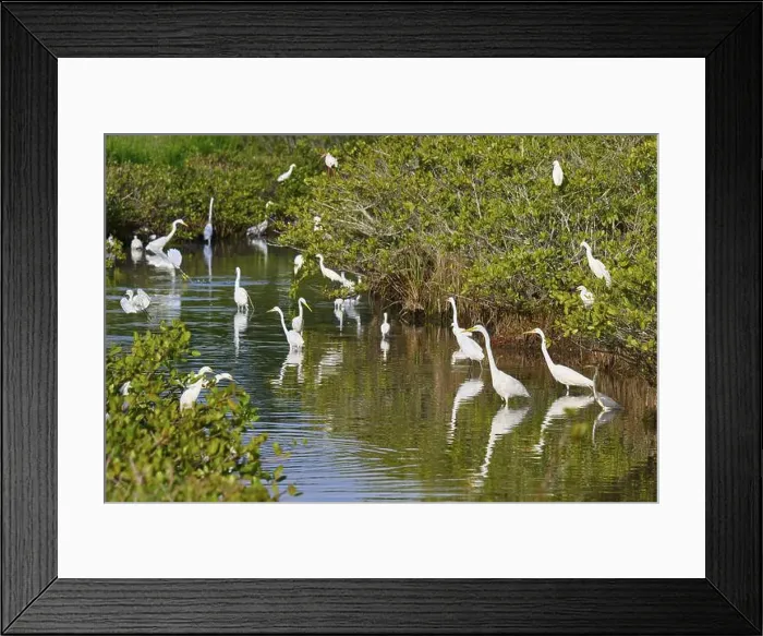 Framed Print : Great Egret (Egretta alba), group standing in a calm body of water surrounded by green vegetation Framed Print : Great Egret (Egretta alba), group standing in a calm body of water surrounded by green vegetation