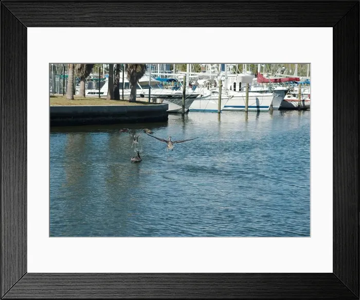 Framed Print : Multiple Florida Pelicans Flying near a fish cleaning station getting into position to grab fish parts being thrown Framed Print : Multiple Florida Pelicans Flying near a fish cleaning station getting into position to grab fish parts being thrown
