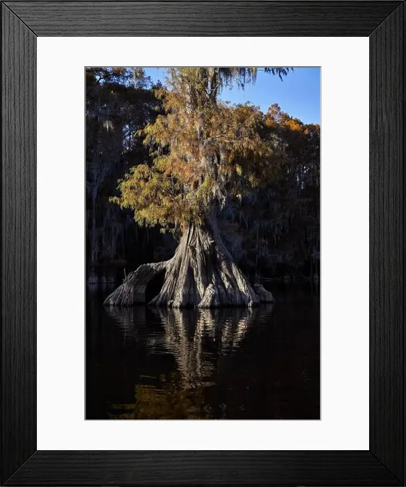 Framed Print : A Grand Cypress tree on Caddo Lake Framed Print : A Grand Cypress tree on Caddo Lake