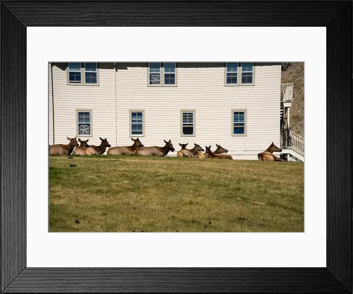 Framed Print : a herd of resting female Elk (Cervus canadensis) on a lawn in front of beige office building Framed Print : a herd of resting female Elk (Cervus canadensis) on a lawn in front of beige office building