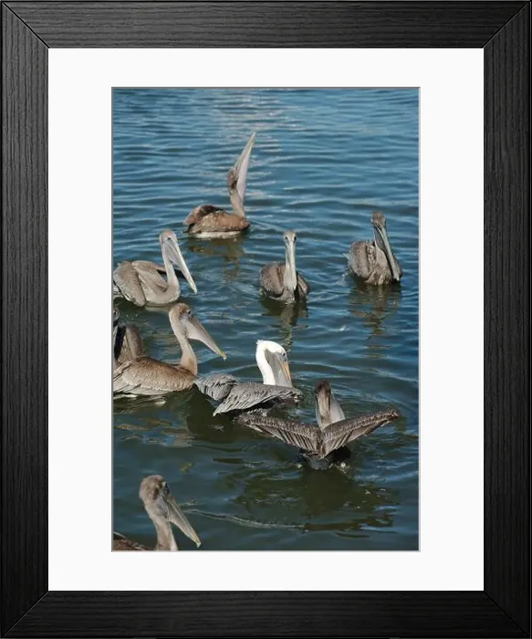 Framed Print : Feeding Frenzy of Multiple Florida Pelicans near a fish cleaning station getting into position to grab fish parts being Framed Print : Feeding Frenzy of Multiple Florida Pelicans near a fish cleaning station getting into position to grab fish parts being