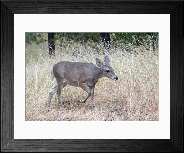 Framed Print : Coues White-tailed Deer (Odocoileus virginianus couesi) Framed Print : Coues White-tailed Deer (Odocoileus virginianus couesi)