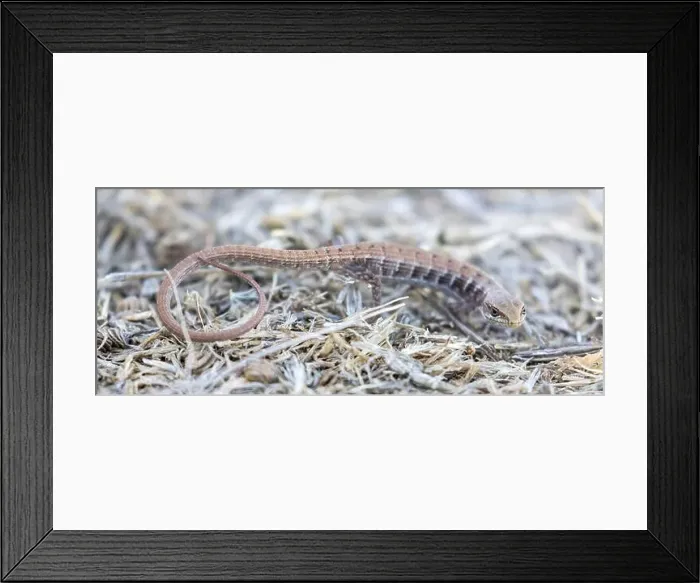 Framed Print : California Alligator Lizard juvenile. Mission Peak Regional Preserve, Alameda County, California, USA Framed Print : California Alligator Lizard juvenile. Mission Peak Regional Preserve, Alameda County, California, USA