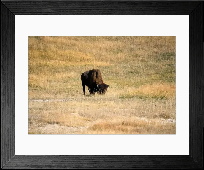 Framed Print : close-up of wild American Bison, Yellowstone National Park USA Framed Print : close-up of wild American Bison, Yellowstone National Park USA