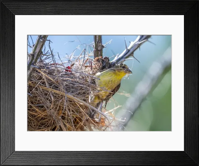 Framed Print : The Lesser Goldfinch in Tucson, Arizona Framed Print : The Lesser Goldfinch in Tucson, Arizona