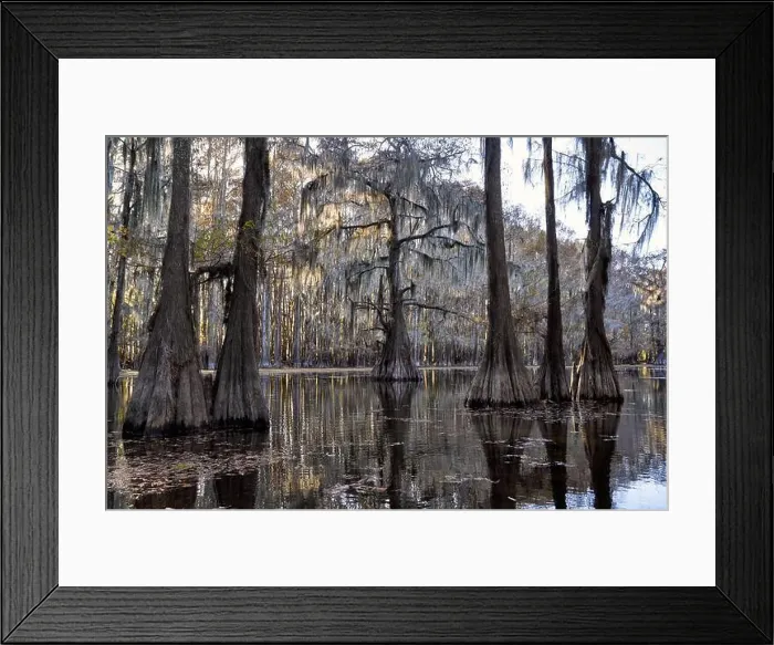Framed Print : Cypress Trees in Caddo Lake Framed Print : Cypress Trees in Caddo Lake