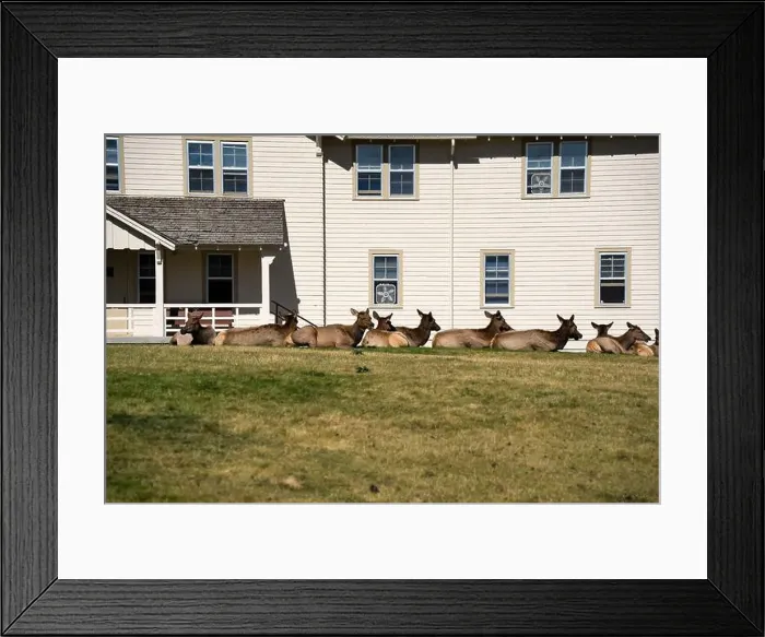 Framed Print : a herd of resting female Elk (Cervus canadensis) on a lawn in front of beige office building Framed Print : a herd of resting female Elk (Cervus canadensis) on a lawn in front of beige office building