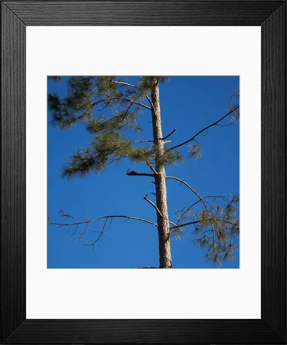 Framed Print : Eastern grey squirrel resting on a branch in a pine tree on a cool fall morning, in southern Georgia, USA! Framed Print : Eastern grey squirrel resting on a branch in a pine tree on a cool fall morning, in southern Georgia, USA!