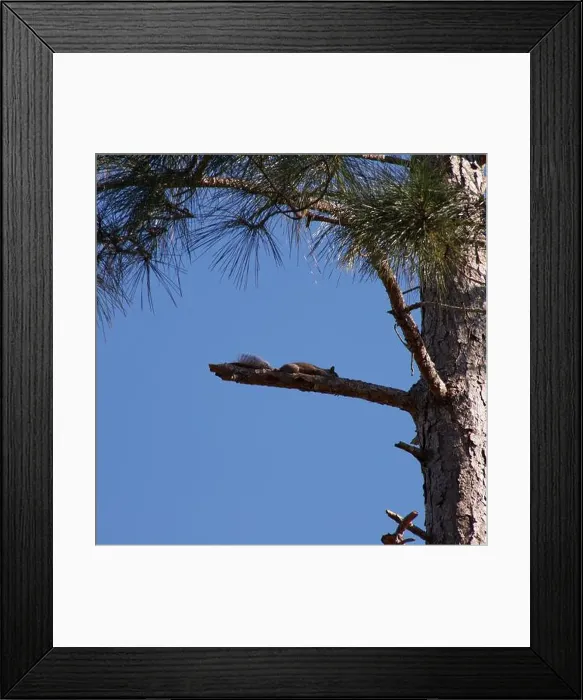 Framed Print : Eastern grey squirrel resting on a branch in a pine tree on a cool fall morning, in southern Georgia, USA! Framed Print : Eastern grey squirrel resting on a branch in a pine tree on a cool fall morning, in southern Georgia, USA!